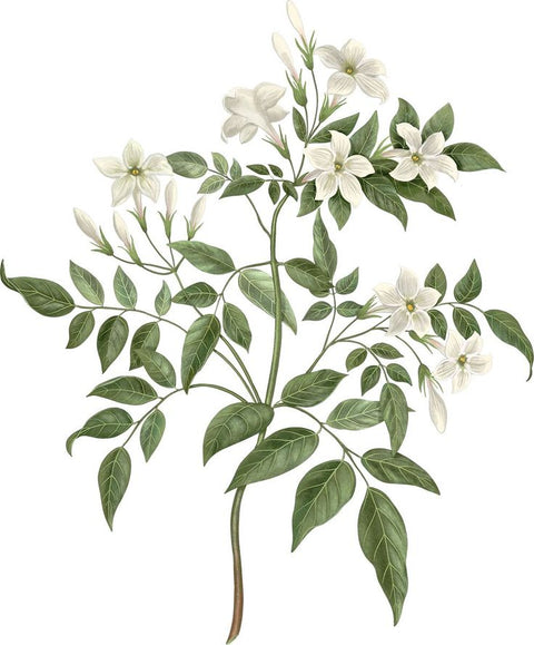 Hand-drawn illustration of white jasmine flowers — tender blossoms and lush green leaves symbolizing purity, breath, and calm.